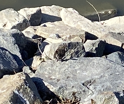 iNaturalist observation photo of Song Sparrow