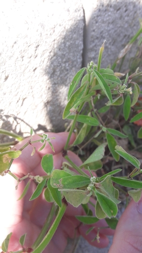 Euphorbia graminea