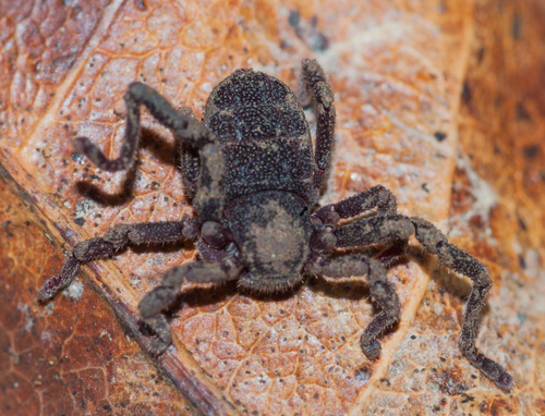 Ricinoides karschii
