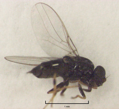 Siphunculina breviseta