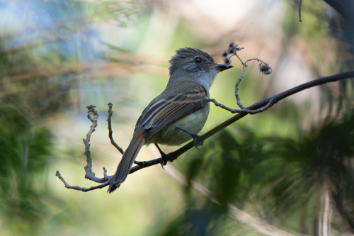 Flammulated Flycatcher (Ramphotrigon flammulatum), photo 8