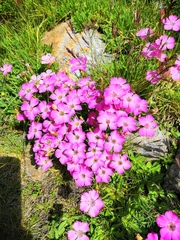 Dianthus pavonius