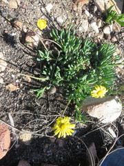 Crassothonna cacalioides