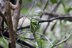 Pterostylis robusta
