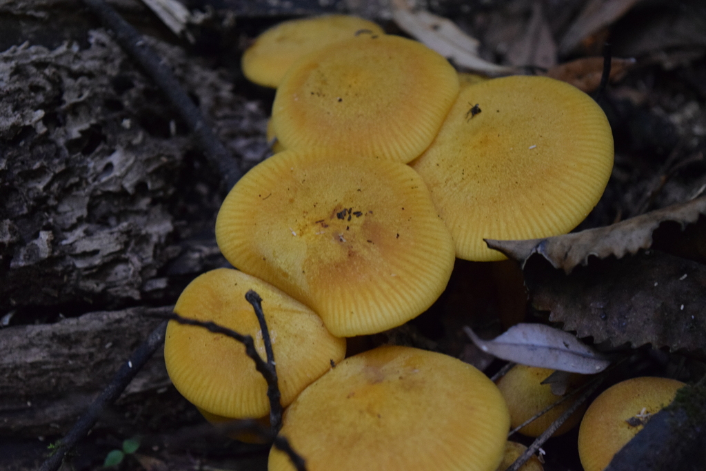 Heimiomyces velutipes · January 2025 · photo: © davidwhyte (iNaturalist, cc-by-sa)