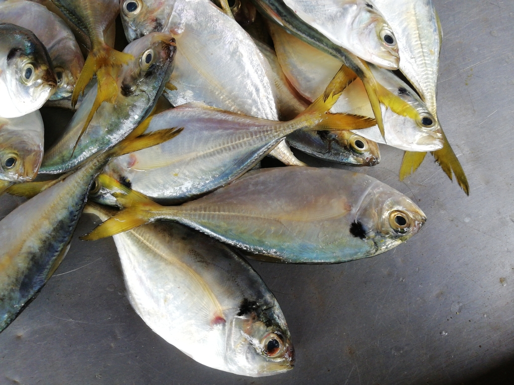 banded scad