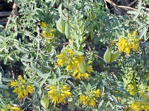 iNaturalist observation photo of Bladderpod