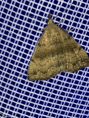 Phalaenostola larentioides