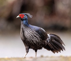 Kalij Pheasant photo 4
