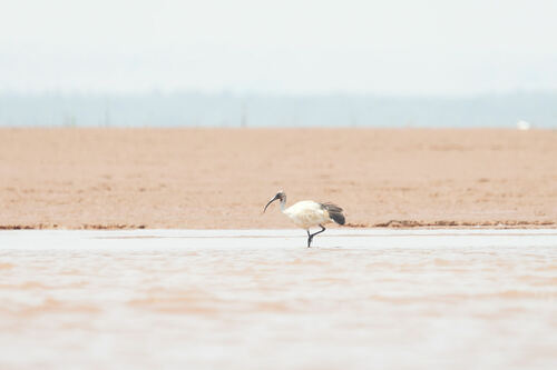 Malagasy Sacred Ibis (Threskiornis bernieri), photo 4