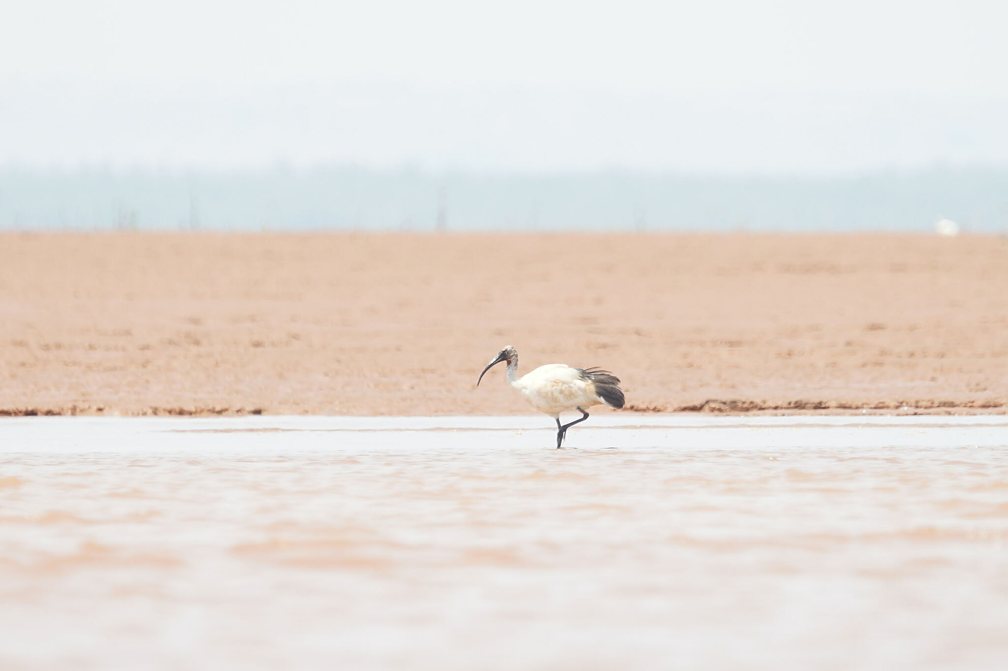 Malagasy Sacred Ibis (Threskiornis bernieri), photo 3