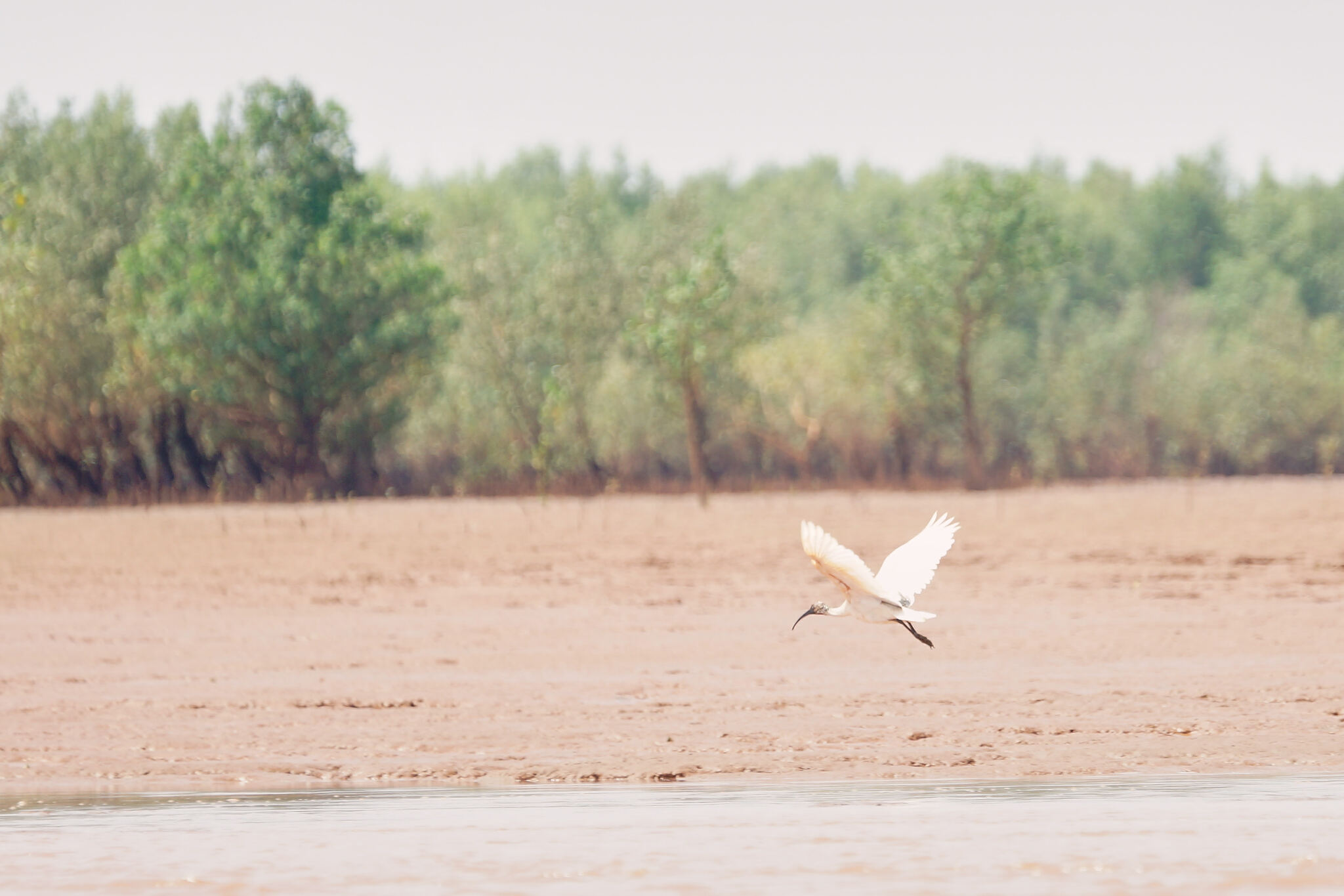 Malagasy Sacred Ibis (Threskiornis bernieri), photo 6