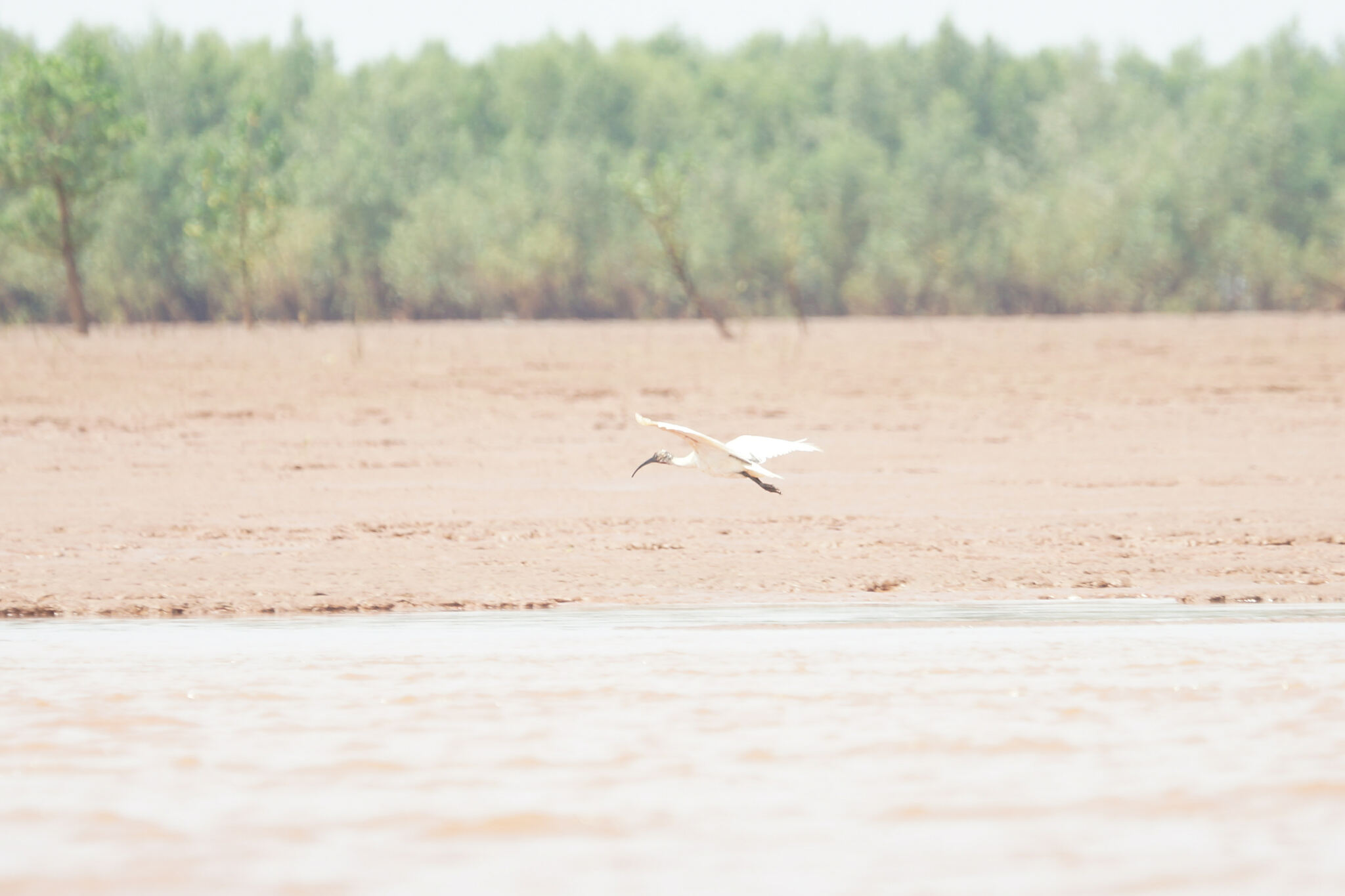 Malagasy Sacred Ibis (Threskiornis bernieri), photo 5