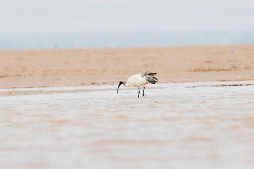 Malagasy Sacred Ibis (Threskiornis bernieri), photo 5