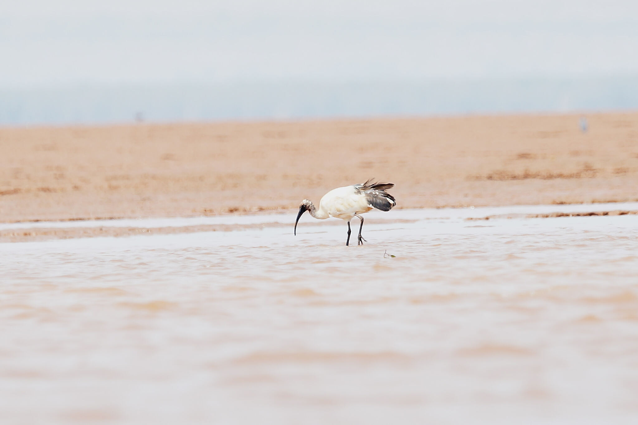 Malagasy Sacred Ibis (Threskiornis bernieri), photo 4