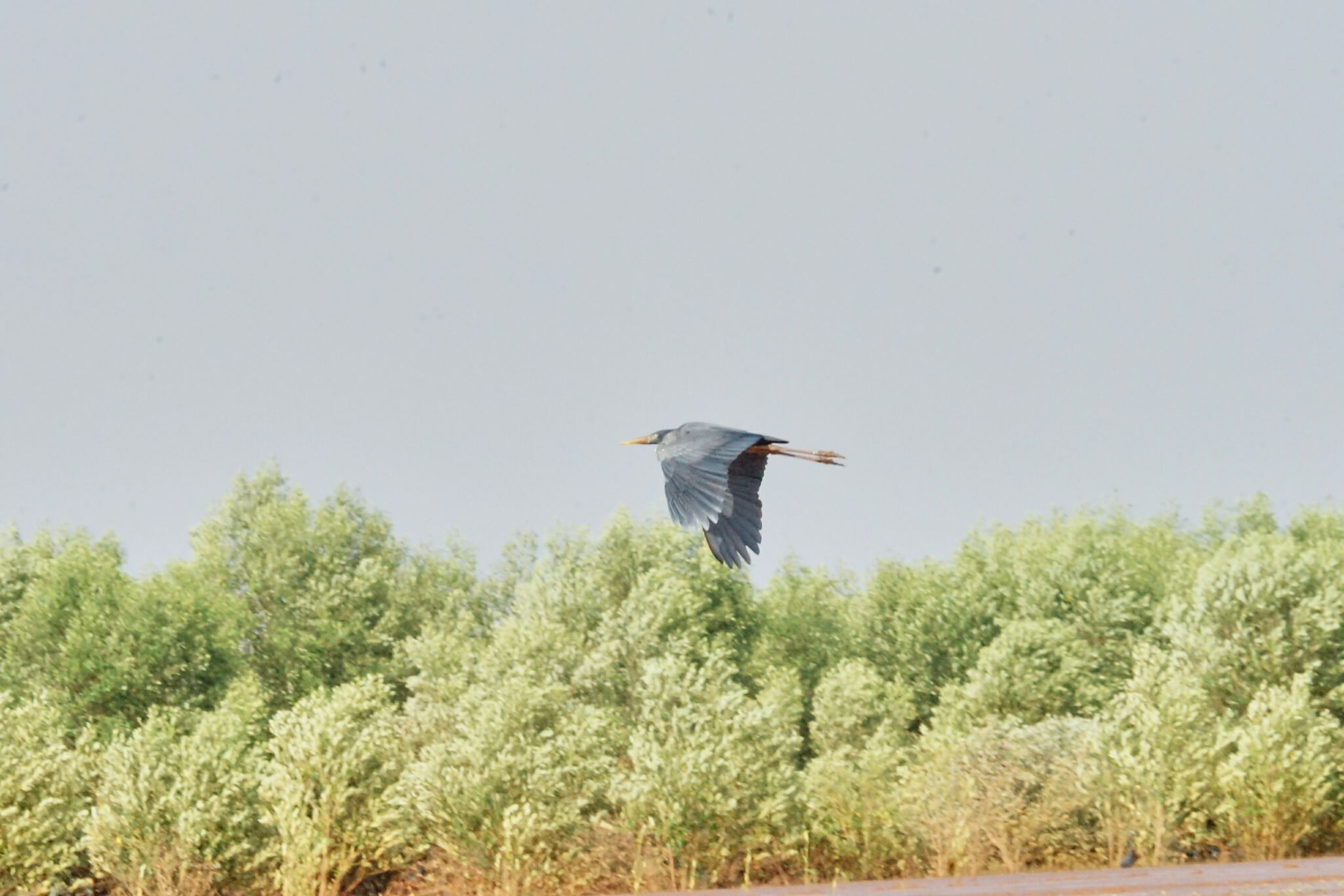 Humblot's Heron (Ardea humbloti), photo 2