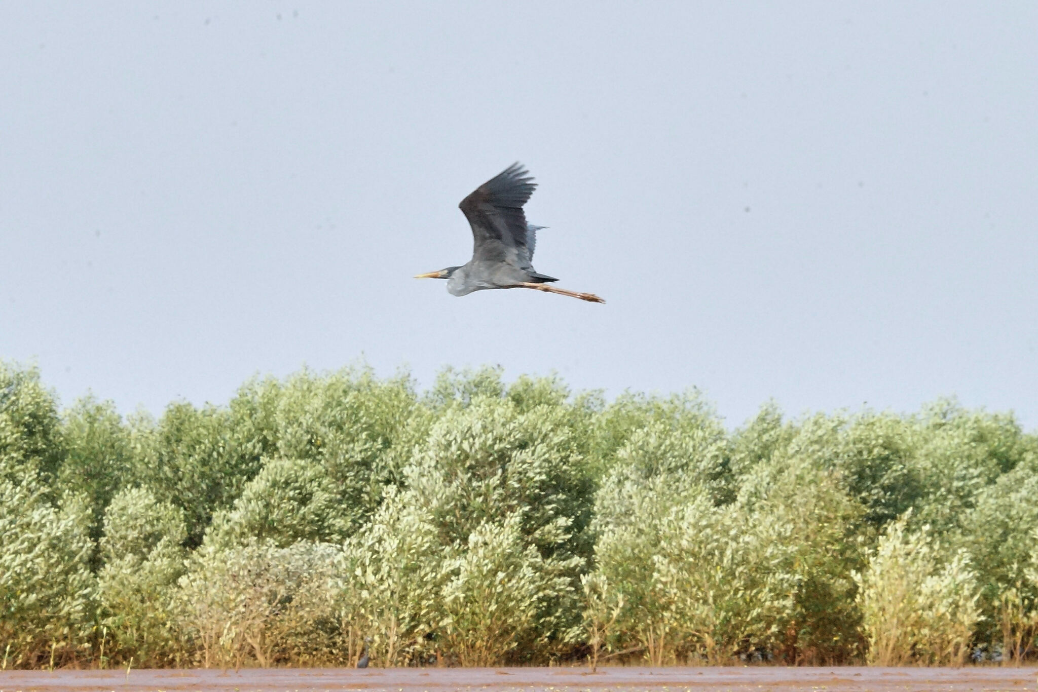 Humblot's Heron (Ardea humbloti), photo 3
