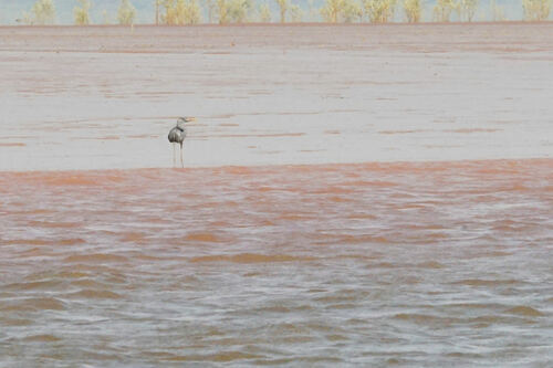 Humblot's Heron (Ardea humbloti), photo 9