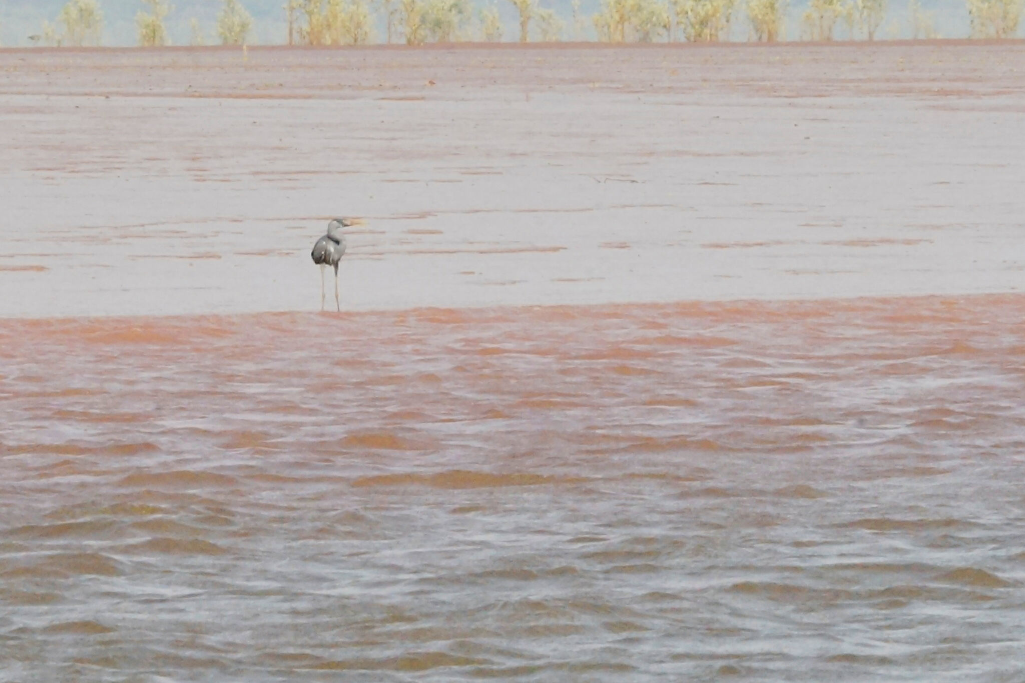 Humblot's Heron (Ardea humbloti), photo 4