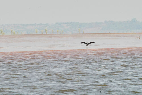Humblot's Heron (Ardea humbloti), photo 10