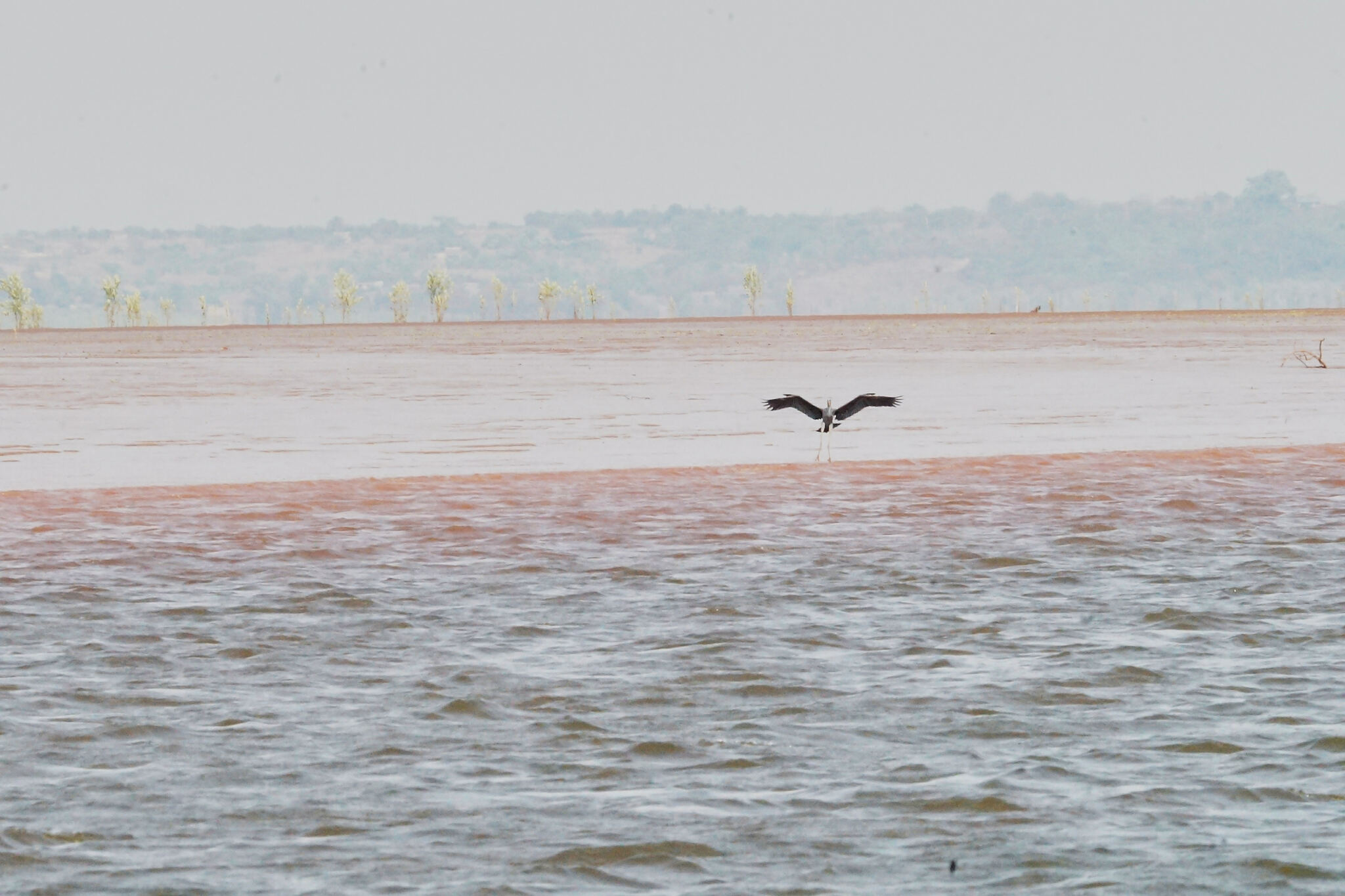 Humblot's Heron (Ardea humbloti), photo 5