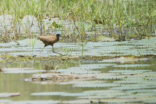 Madagascar Jacana (Actophilornis albinucha), photo 5