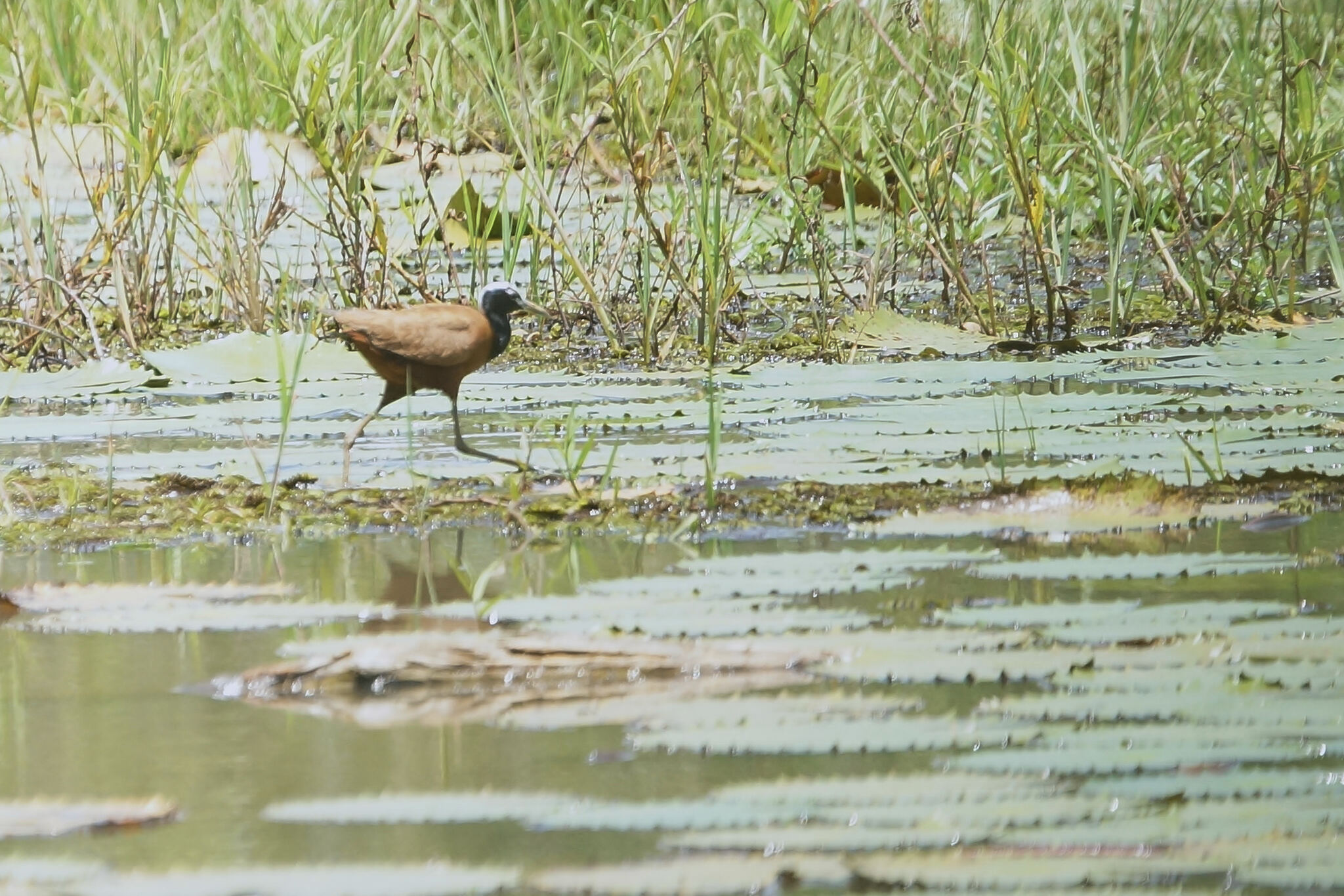 Madagascar Jacana (Actophilornis albinucha), photo 5