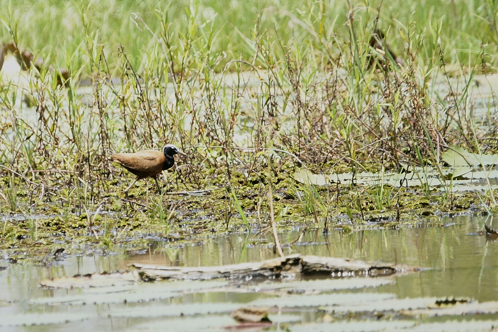 Madagascar Jacana (Actophilornis albinucha), photo 6