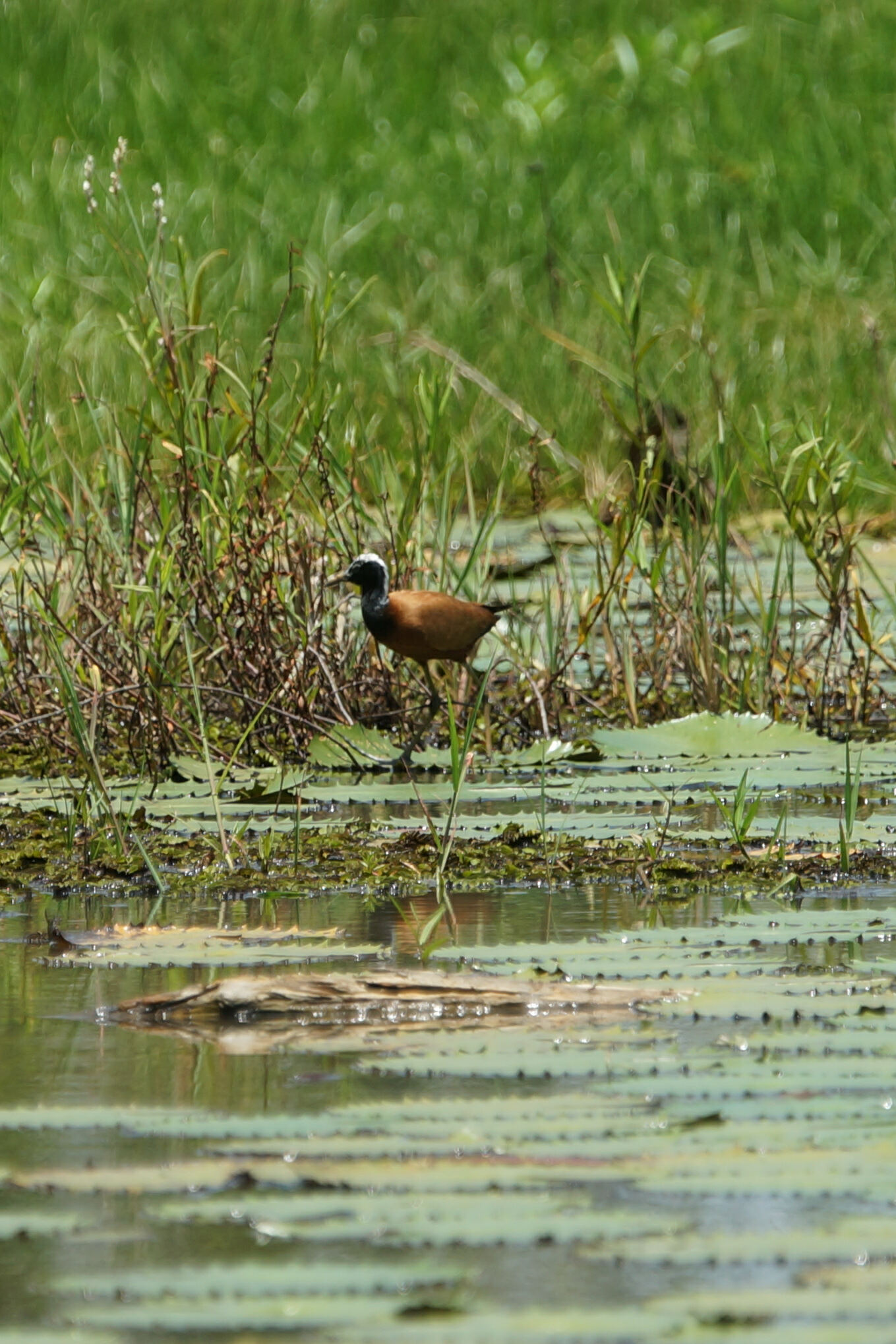 Madagascar Jacana (Actophilornis albinucha), photo 8