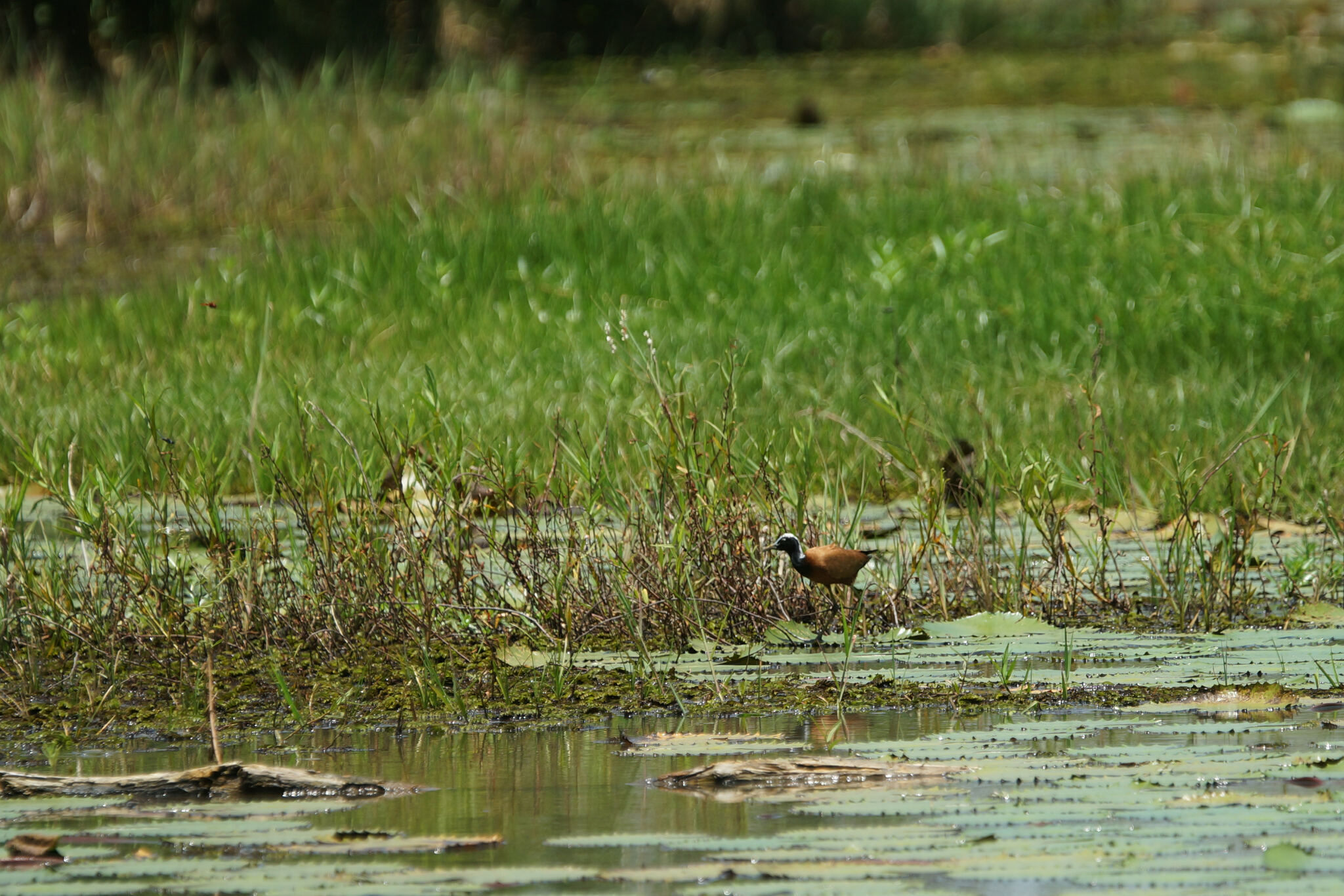 Madagascar Jacana (Actophilornis albinucha), photo 9
