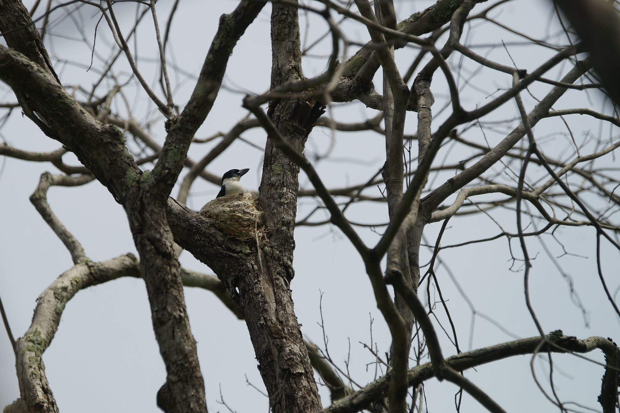 Van Dam's Vanga (Xenopirostris damii), photo 4