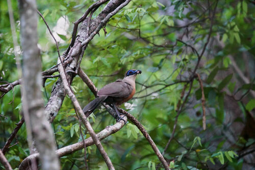 Coquerel's Coua (Coua coquereli), photo 5