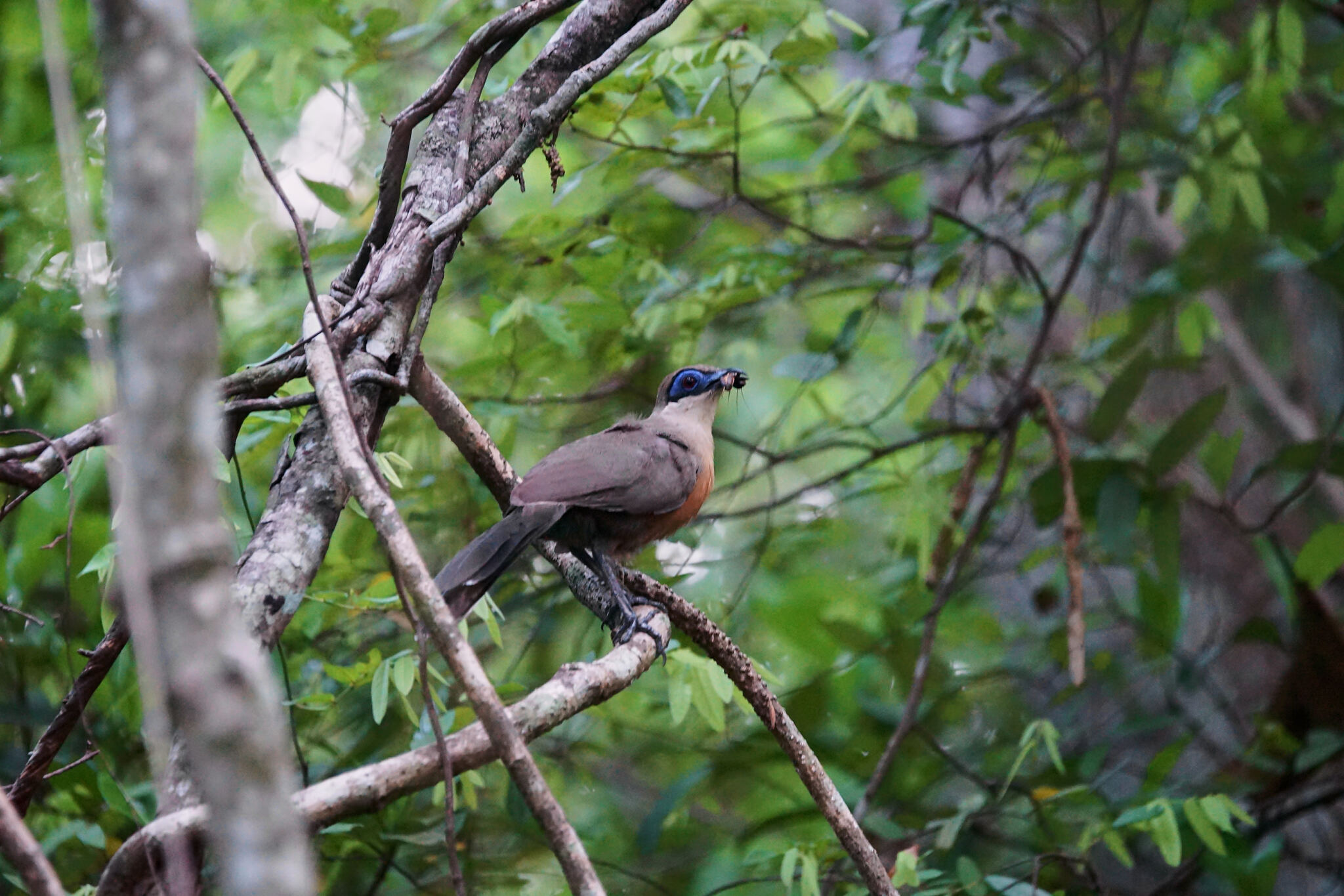 Coquerel's Coua (Coua coquereli), photo 7
