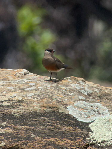 Madagascar Pratincole (Glareola ocularis), photo 6