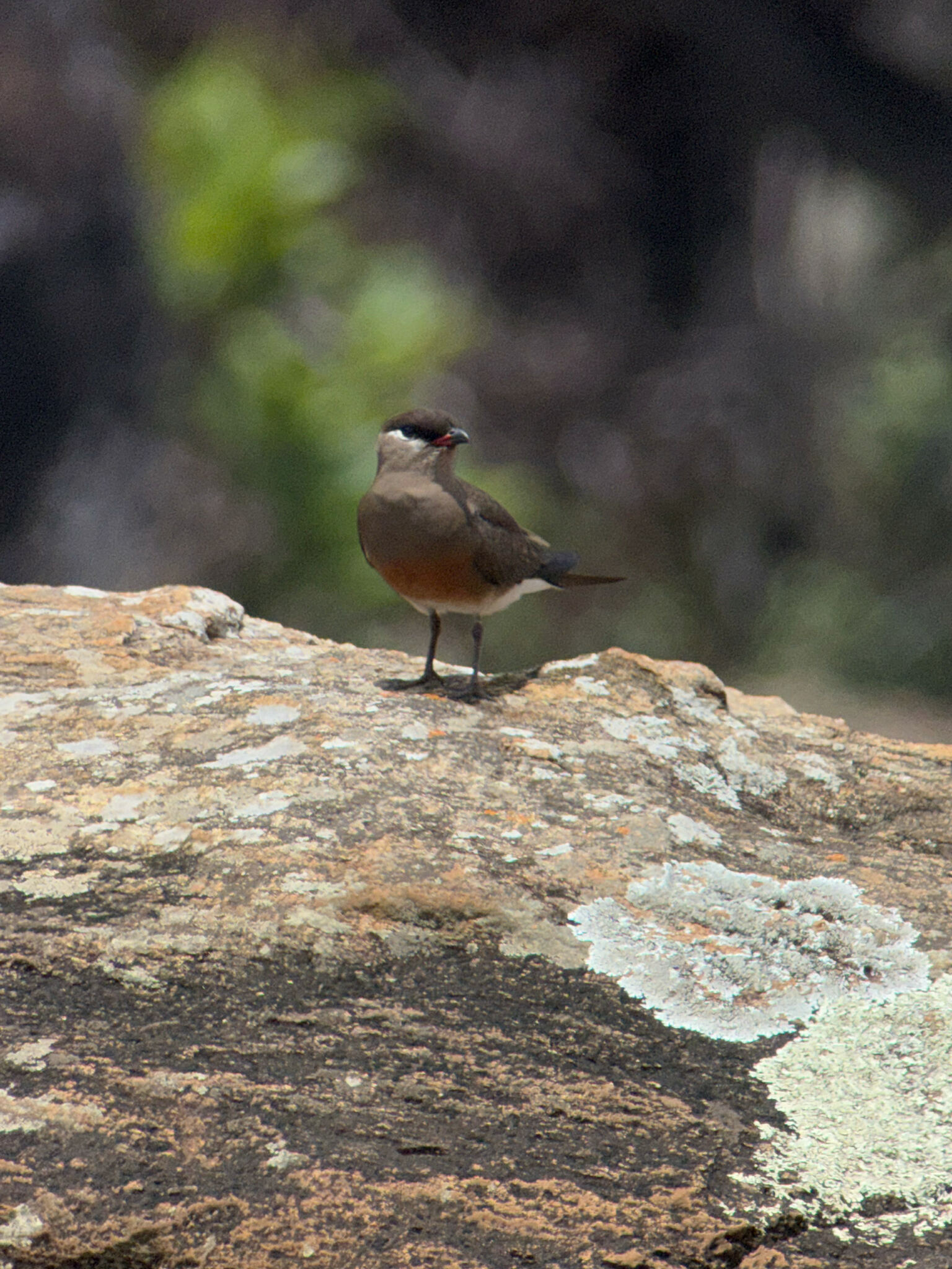 Madagascar Pratincole (Glareola ocularis), photo 7