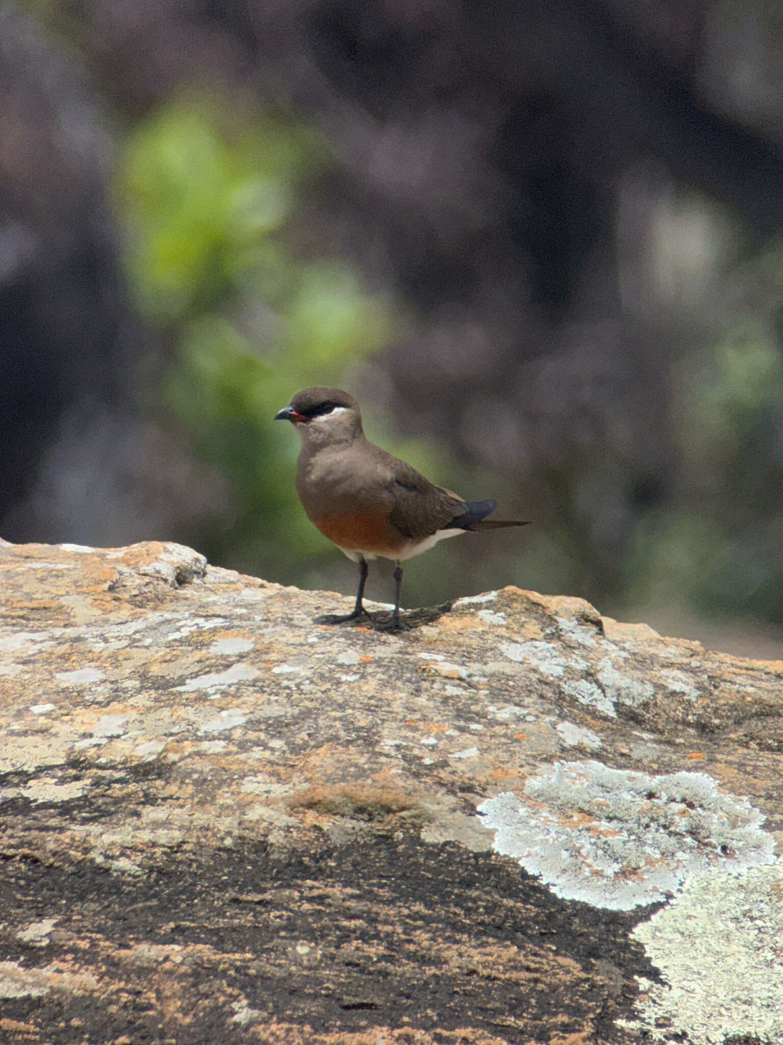 Madagascar Pratincole (Glareola ocularis), photo 8