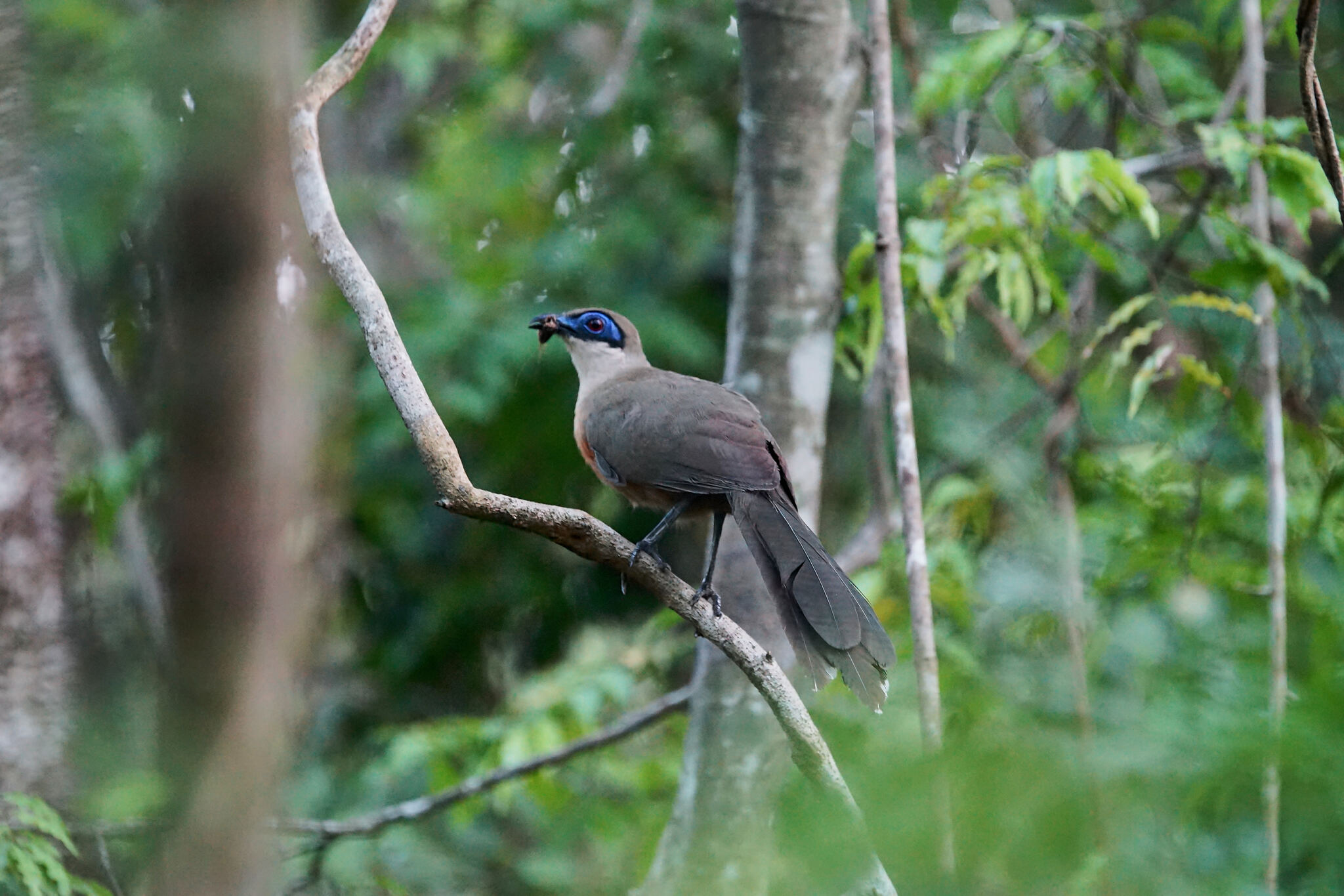 Coquerel's Coua (Coua coquereli), photo 8