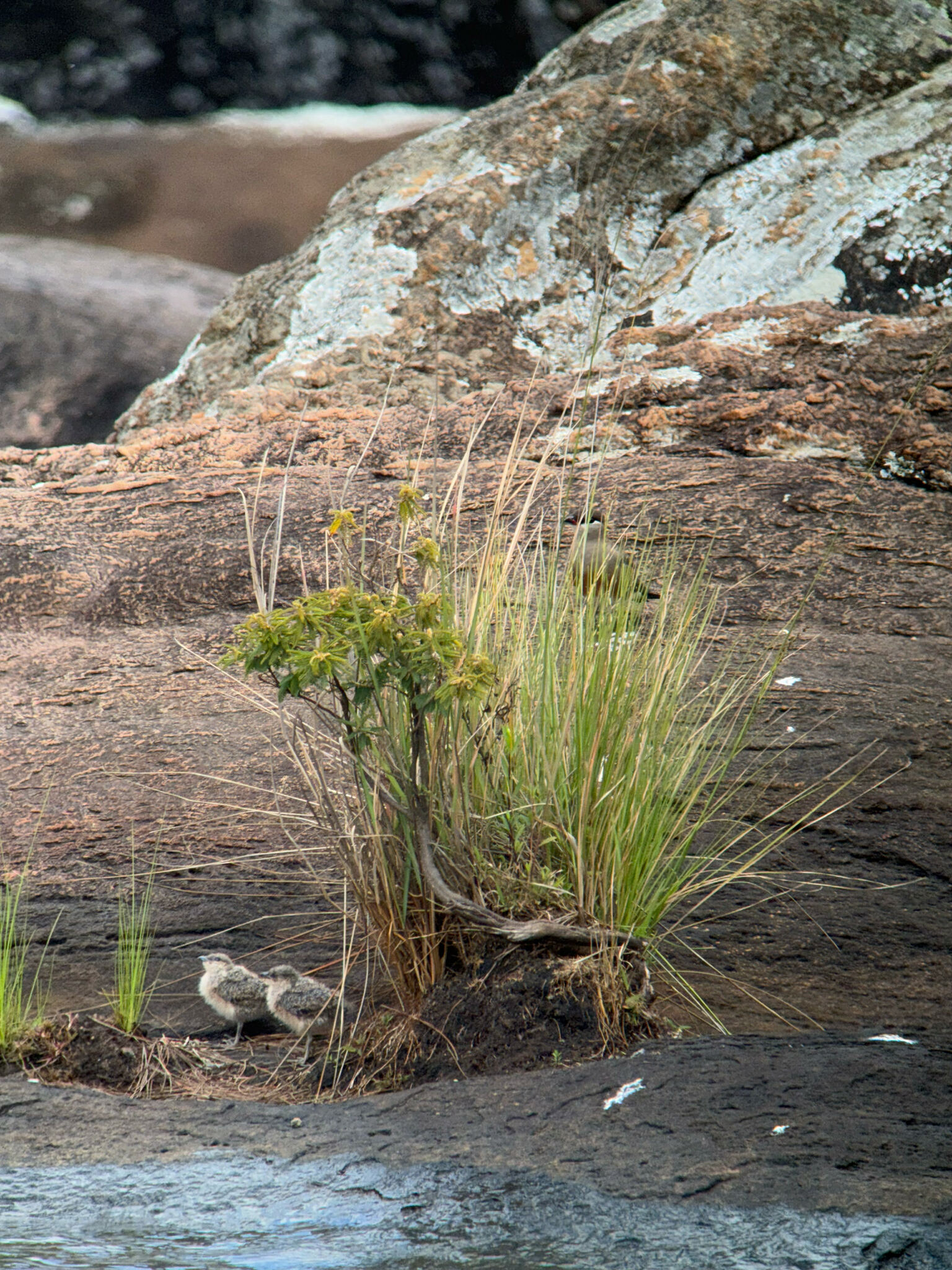 Madagascar Pratincole (Glareola ocularis), photo 9