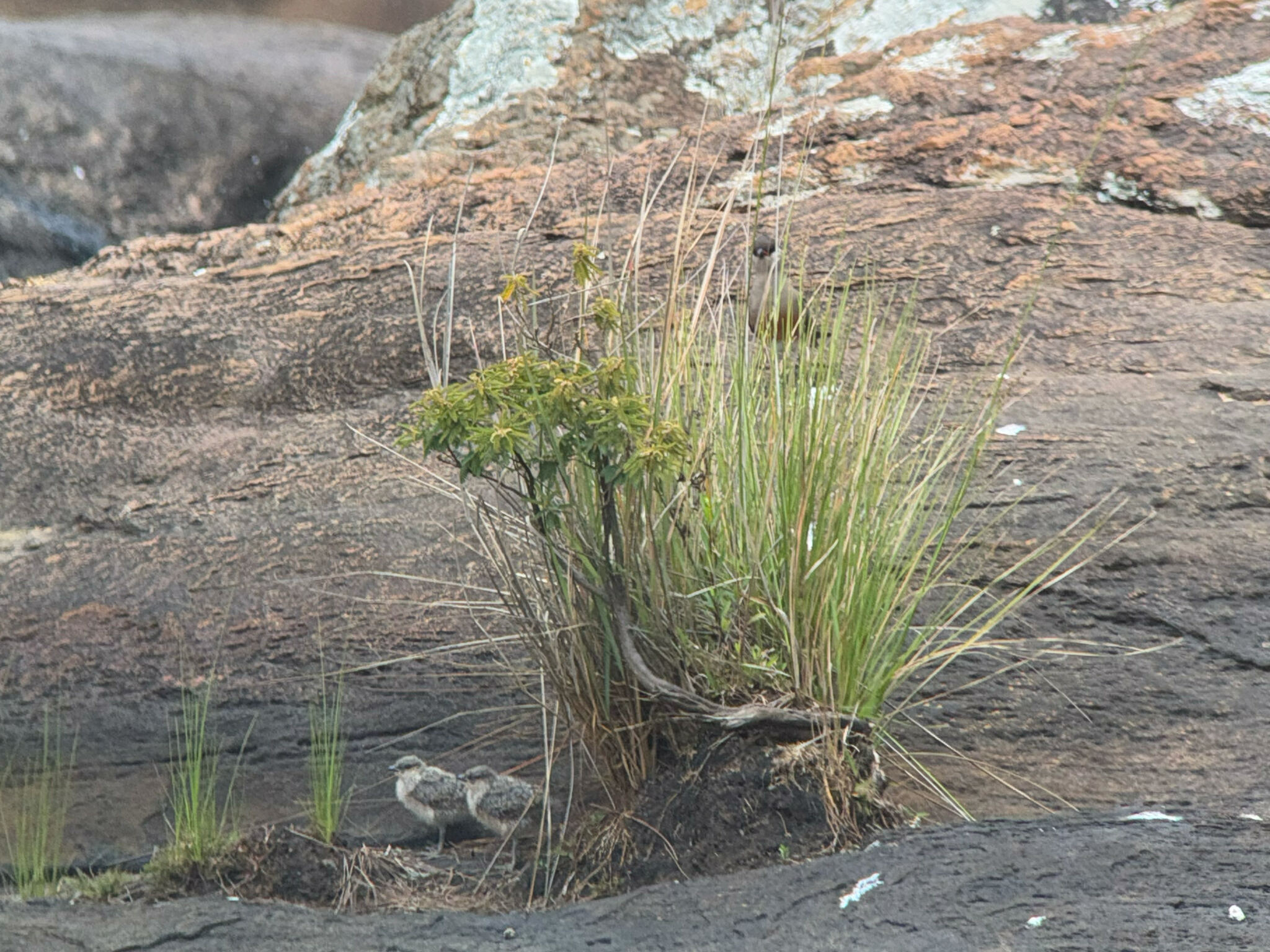 Madagascar Pratincole (Glareola ocularis), photo 6