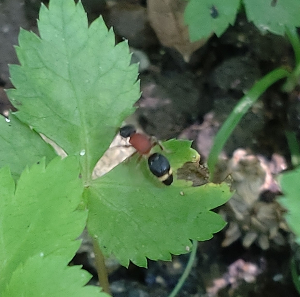 Yamanetilla nipponica