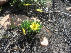 Crassothonna cacalioides
