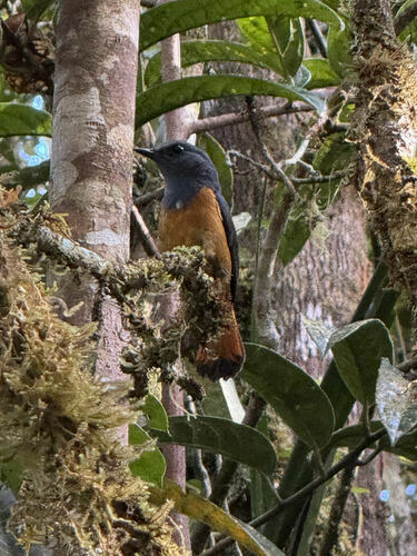 Forest Rock Thrush (Monticola sharpei), photo 9