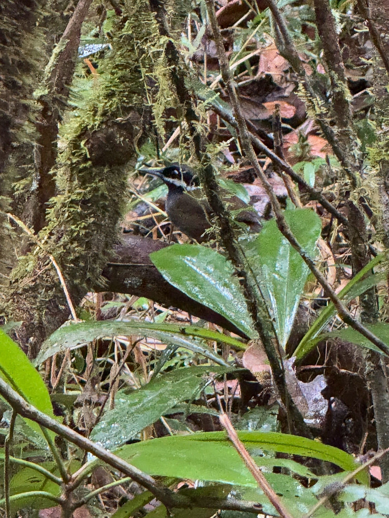 Crossley's Vanga (Mystacornis crossleyi), photo 4