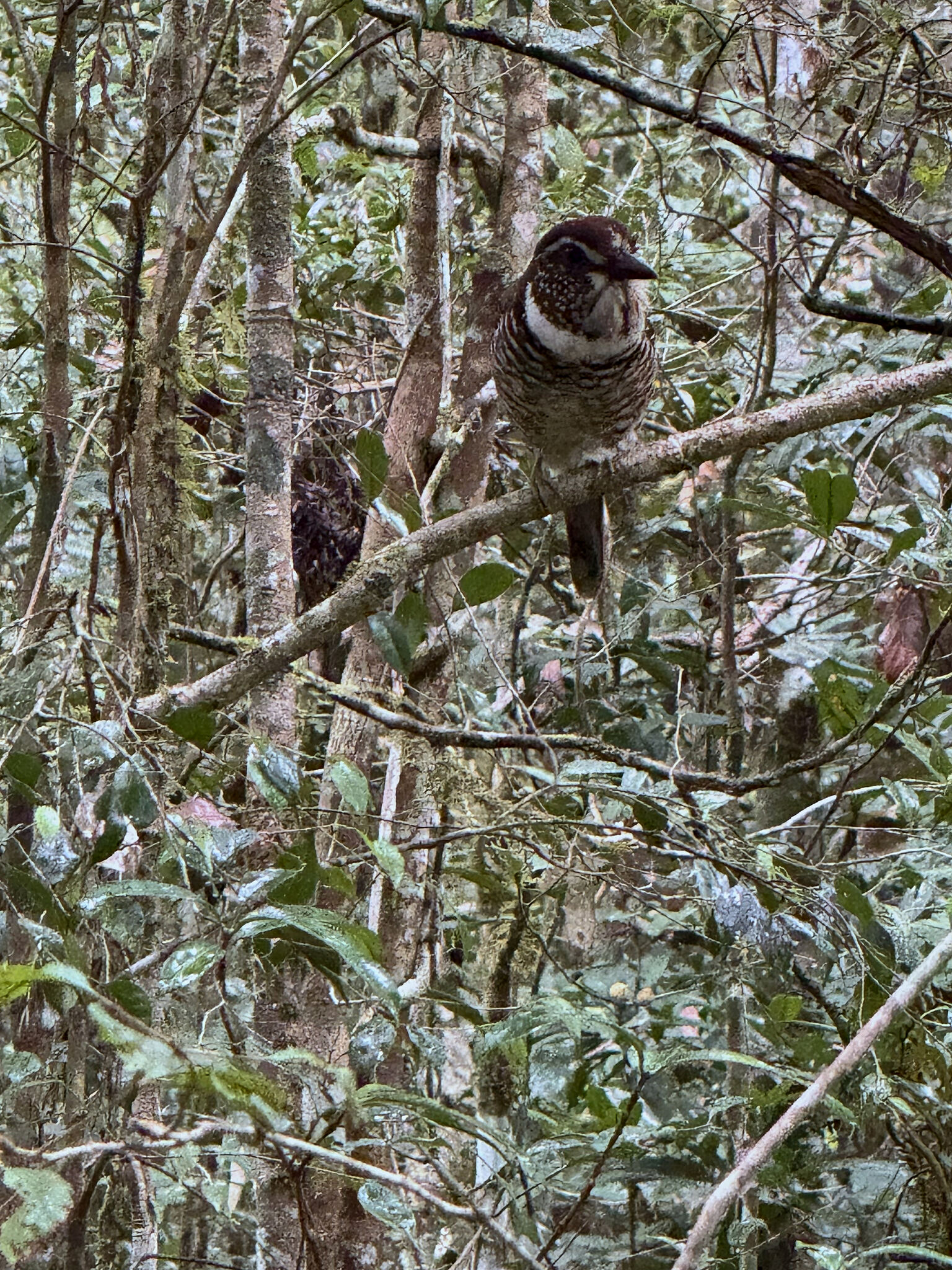 Short-legged Ground Roller (Brachypteracias leptosomus), photo 10