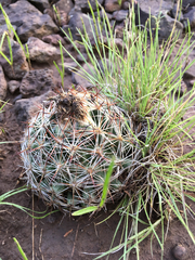 Escobaria vivipara arizonica