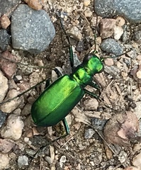 Cicindela denikei