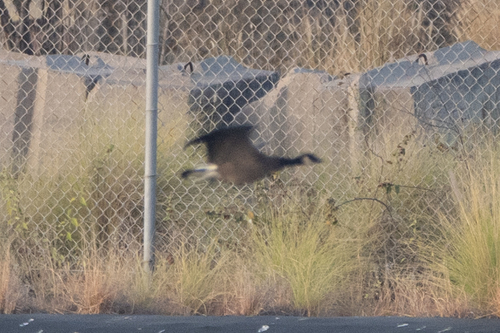 Branta hutchinsii, 2024-12-28