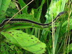 Thamnophis sirtalis semifasciatus