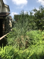Miscanthus sinensis