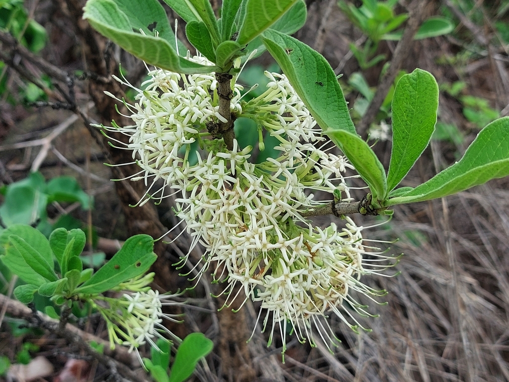 Gousiekte Tree